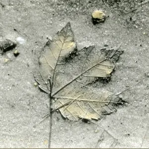 Leaf in Sand