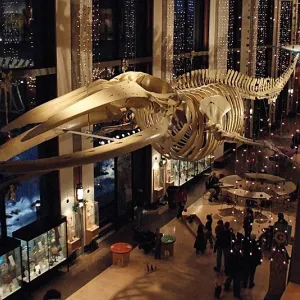 A Night at the Museum