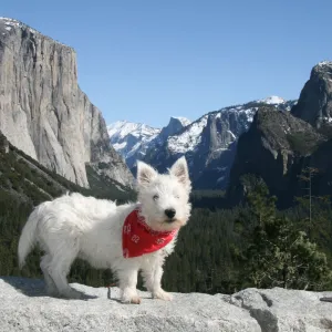 Rocky in Yosemite