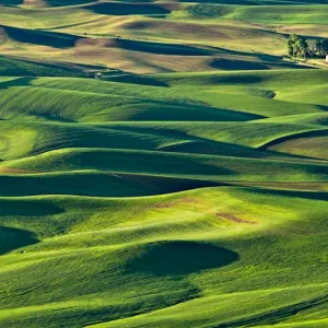 Spring in Palouse