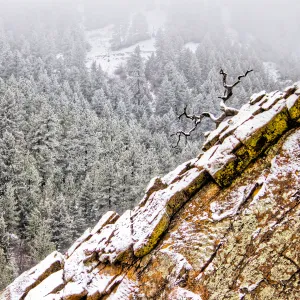 Twisted Tree on Hillside