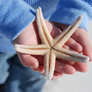 Delicate Starfish