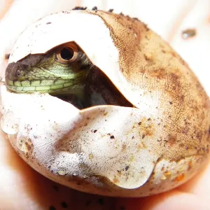 Peeking on the World