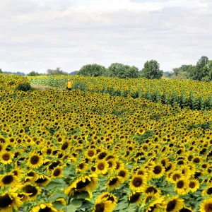 Sun Flower Fields Forever