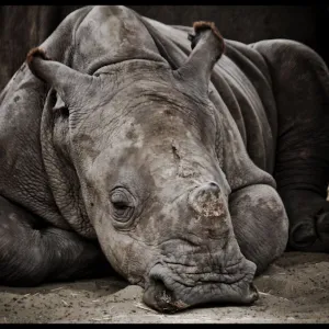 Baby Rhino