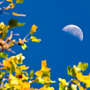 Autumn Moon