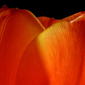 Tulip