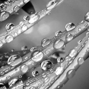Black and White Droplets
