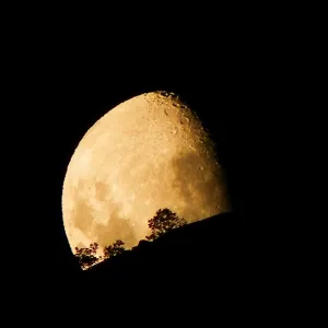 Y las hojas miran la luna