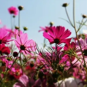 Blossom Cosmos Field