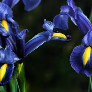 Dance of the Iris