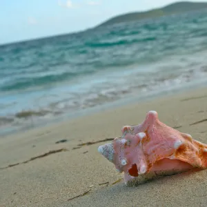 Pink Shell on the Shore.