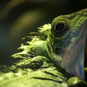 I Decided to go Green