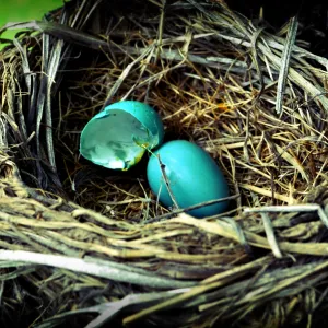 Robin's Eggs