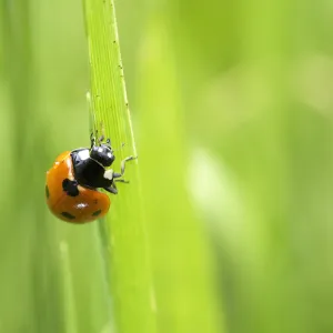 Ladybug