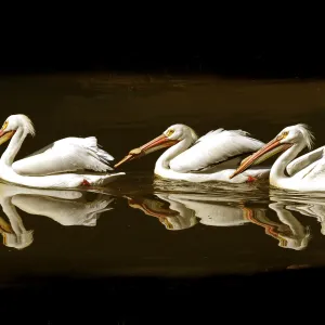 Three Pelicans