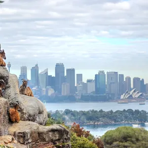 Sydney City Center View
