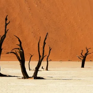Death Vlei in Namibia