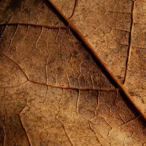 Dry leaf
