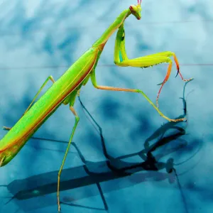 Heaven's Mantis