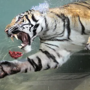 Tiger Dives for Meat