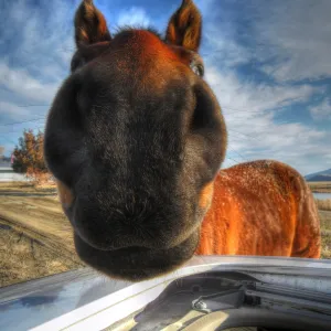 Horses are people too