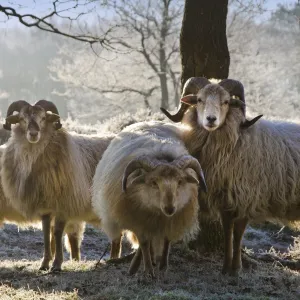 sheep-quartet
