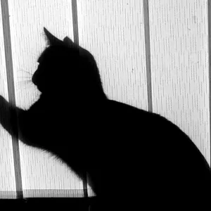 Catching Butterflies