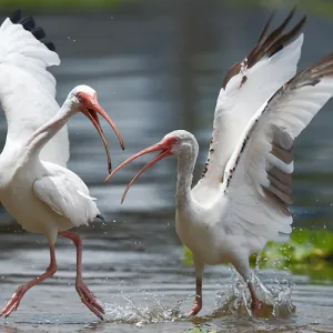 Challenging Opinions