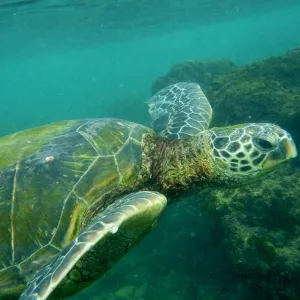 Green Sea Turtle, Maui.