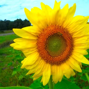 bright sunflower