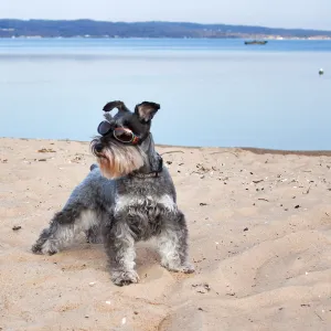 Beach doggles