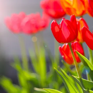 Summer's Sunny Tulips