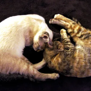 Kitty Yin-Yang