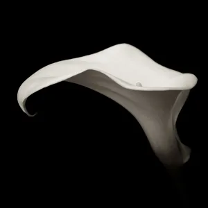 Calla Lily