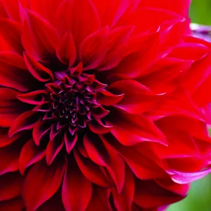 Dahlia's are in Bloom