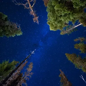 Don't Forget To Look Up