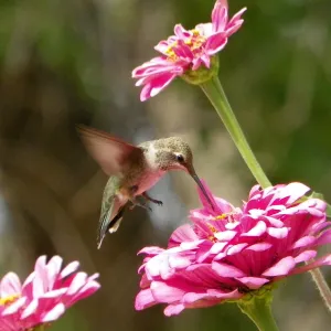 Hummingbird at home, Cast