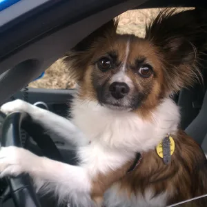 Learning to Drive