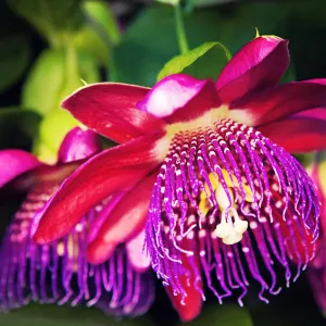 Strange look to beauty