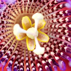 Nature's beautiful colors