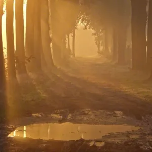 mistiek in herfstmorgen