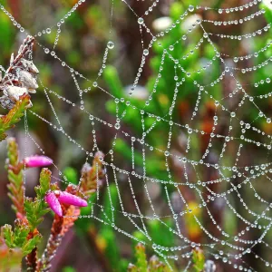Dew drops on a Spiderweb
