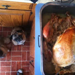 Please drop the turkey!