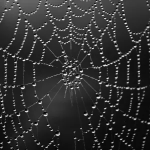 Fog gathered on web