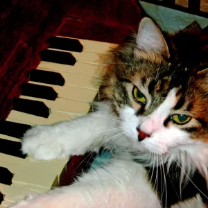 "Play it again, Sam:"