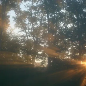 Sunlight in the Morning