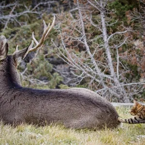 Deer and Cat