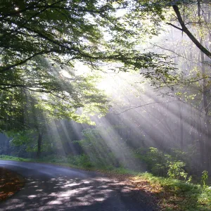 Early morning at Bakony