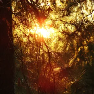 Sun through the pines